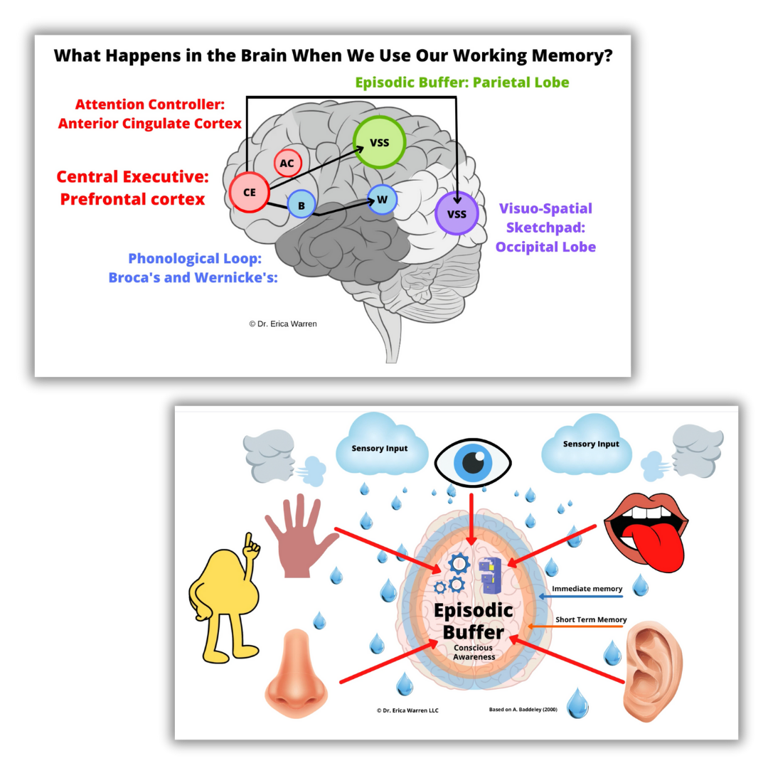Working memory workshop slides by Dr. Erica Warren illustrating brain-based models of working memory, including the central executive, episodic buffer, and sensory input systems.