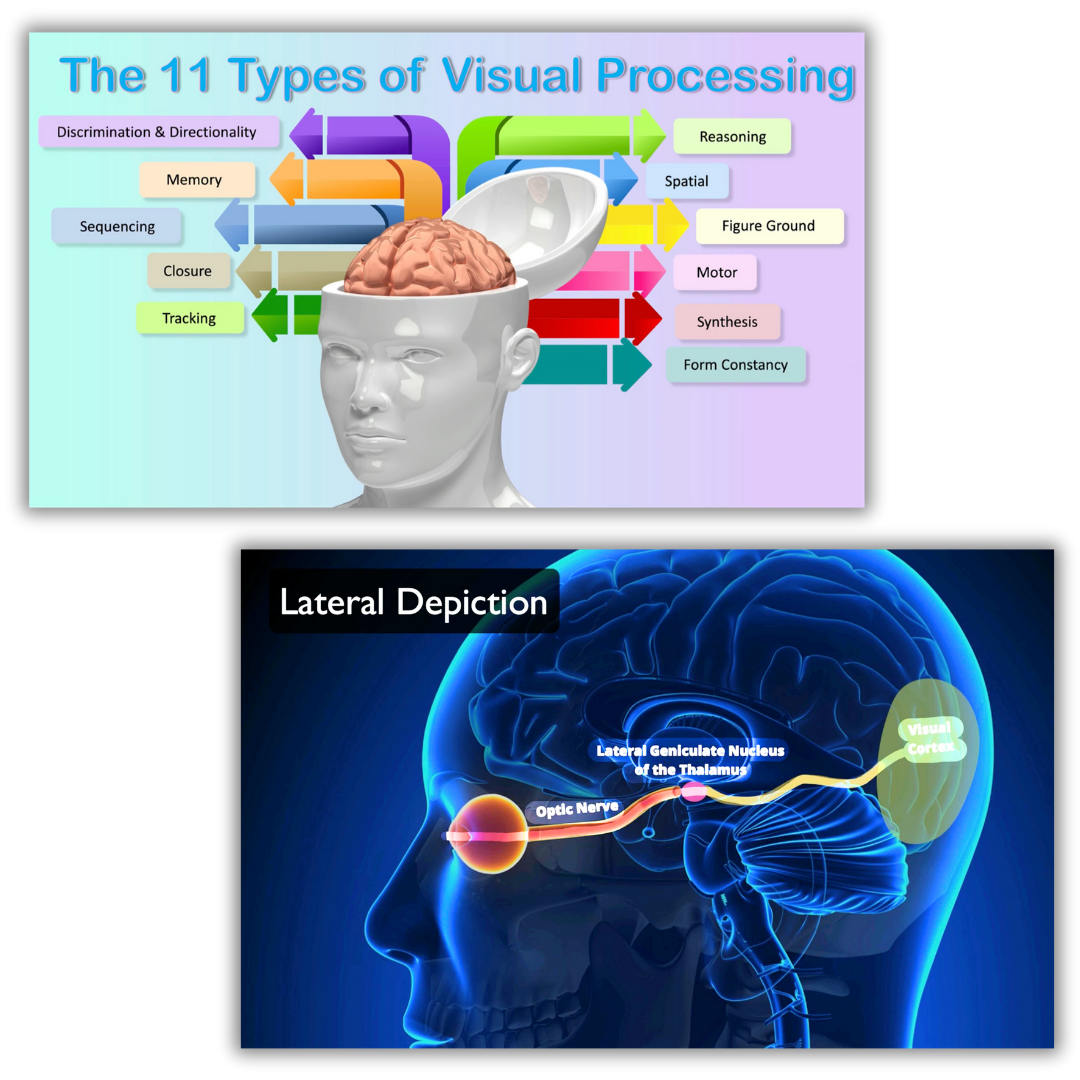 Illustration explaining the 11 types of visual processing and the visual pathway from eye to brain, highlighting how visual information is interpreted and organized for learning