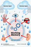 picture of the senses feeding working memory in the mind